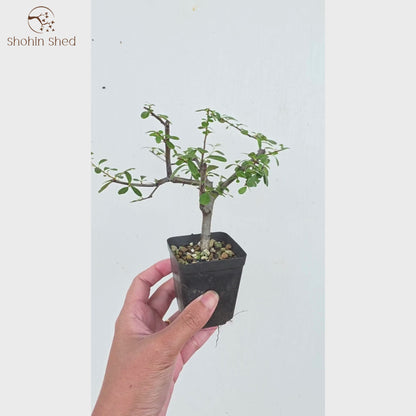 Firethorn
