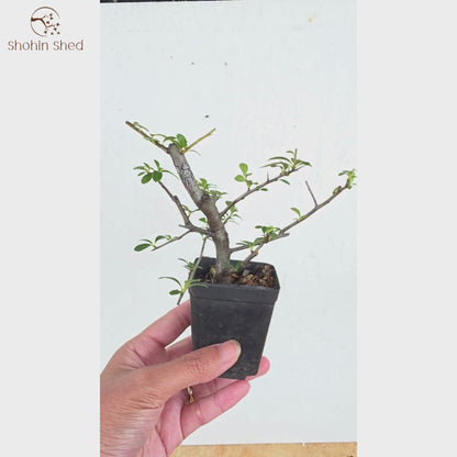 Firethorn
