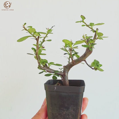 Firethorn